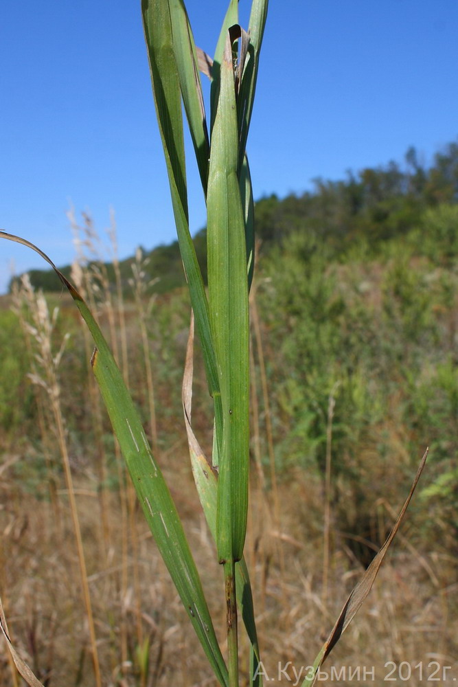 Image of Bromopsis inermis specimen.
