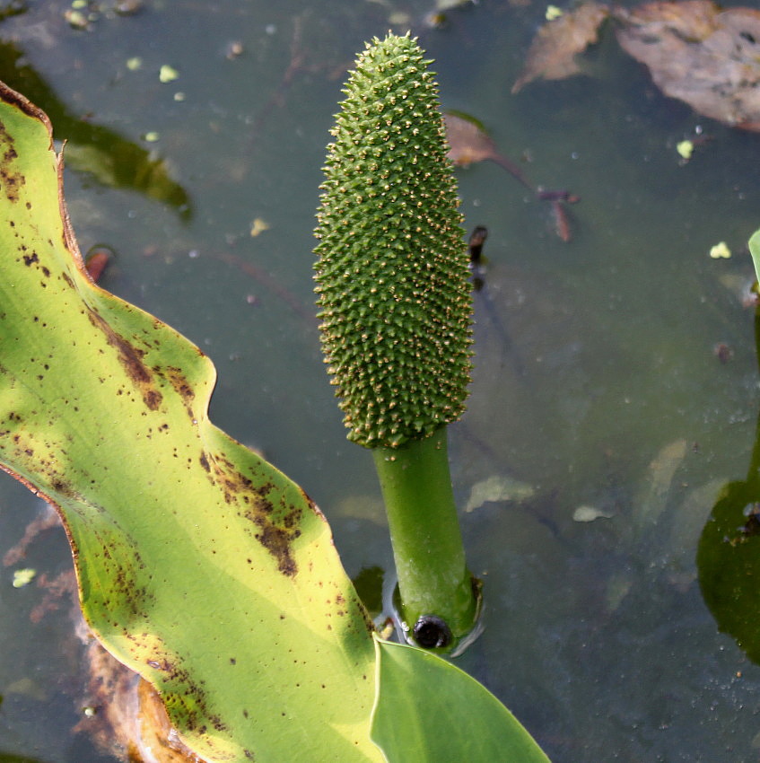 Изображение особи Lysichiton camtschatcensis.