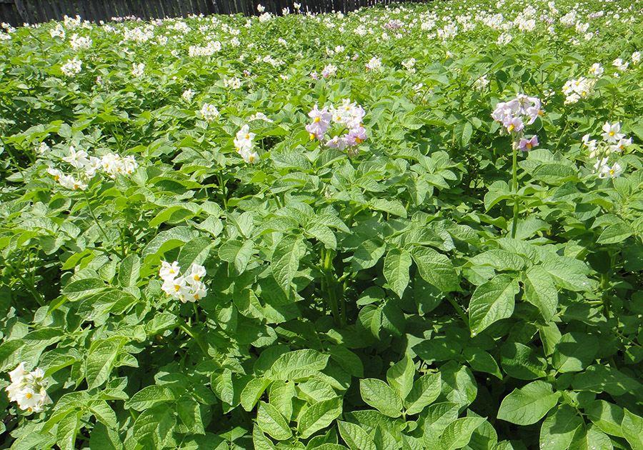 Изображение особи Solanum tuberosum.