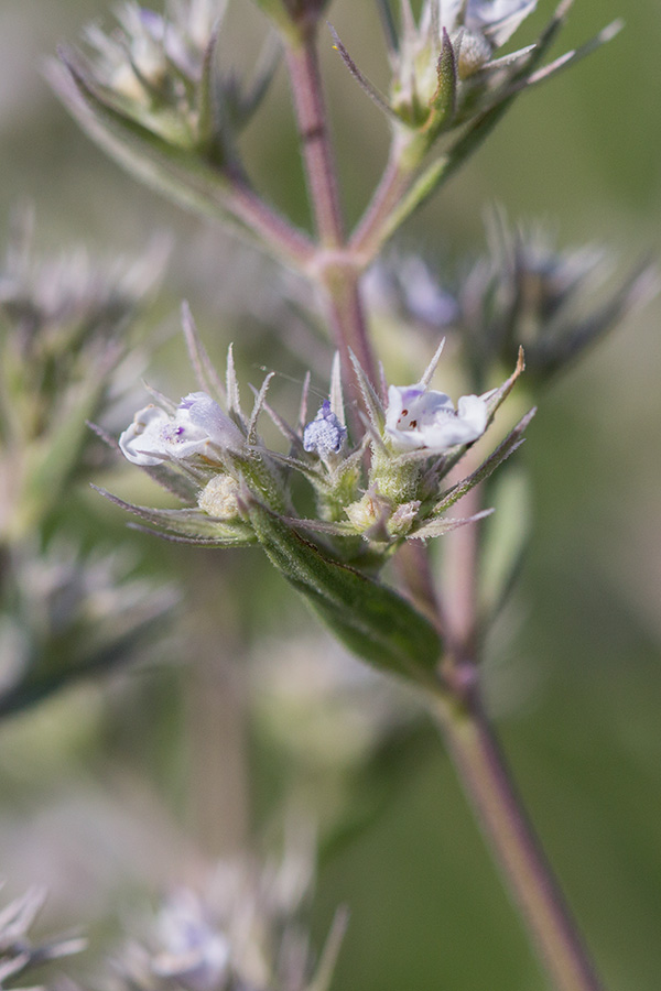 Изображение особи Nepeta parviflora.