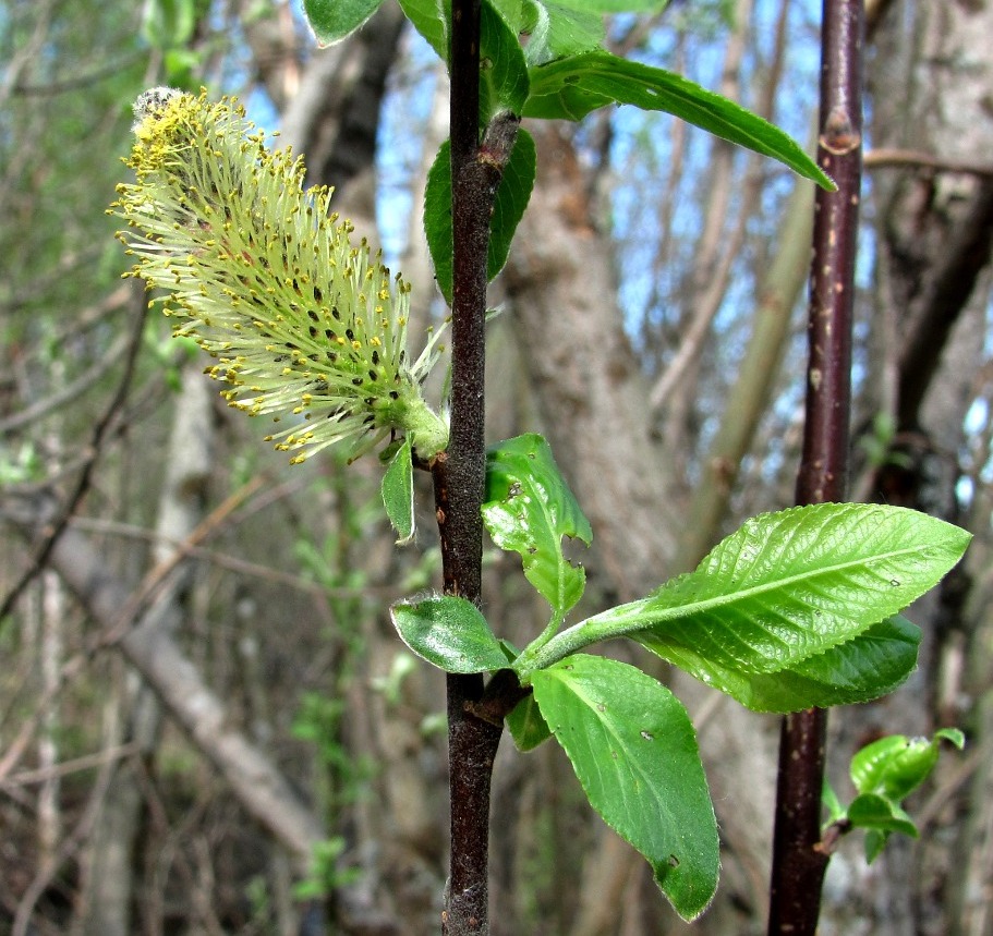 Image of Salix myrsinifolia specimen.