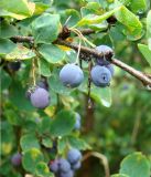 Berberis sphaerocarpa