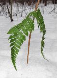 Dryopteris carthusiana. Часть вайи. Смоленская обл., Смоленский р-н, окр. пос. Каспля, сосновые лесопосадки. 07.02.2013.