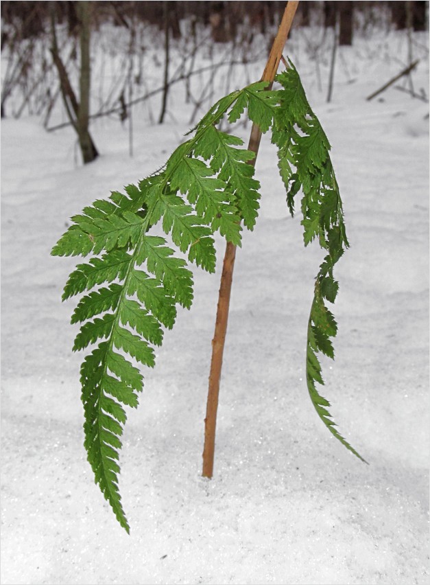 Изображение особи Dryopteris carthusiana.