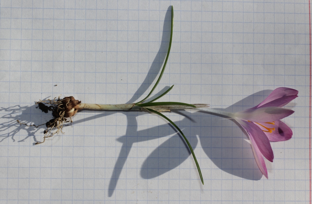 Image of Crocus tommasinianus specimen.
