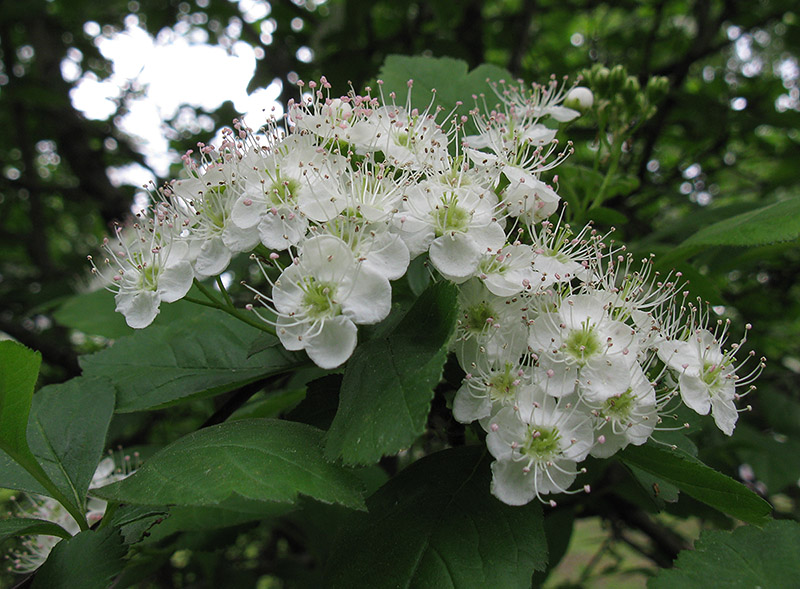 Изображение особи Crataegus sanguinea.