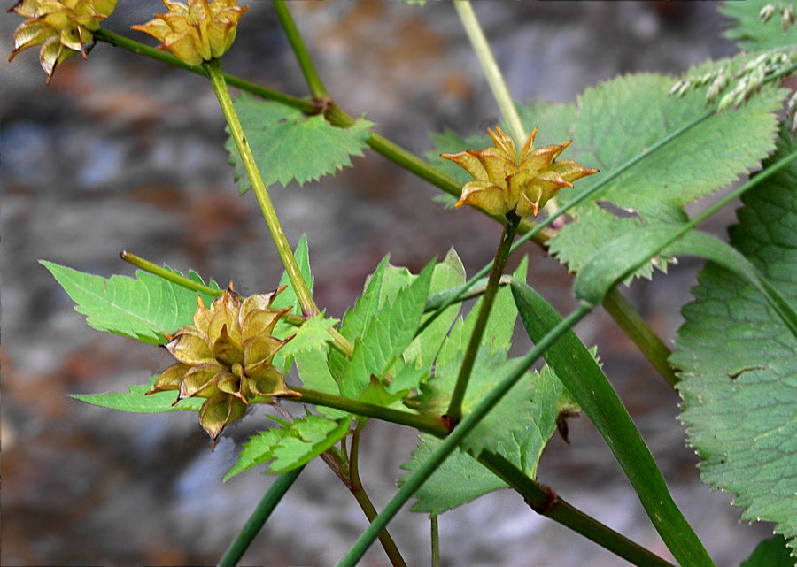 Image of Caltha palustris specimen.