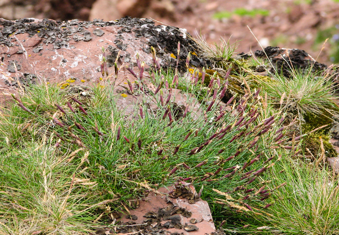 Image of Dianthus superbus ssp. norvegicus specimen.