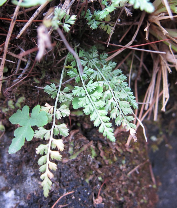 Изображение особи Asplenium altajense.