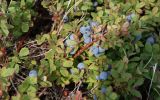 Vaccinium uliginosum ssp. microphyllum