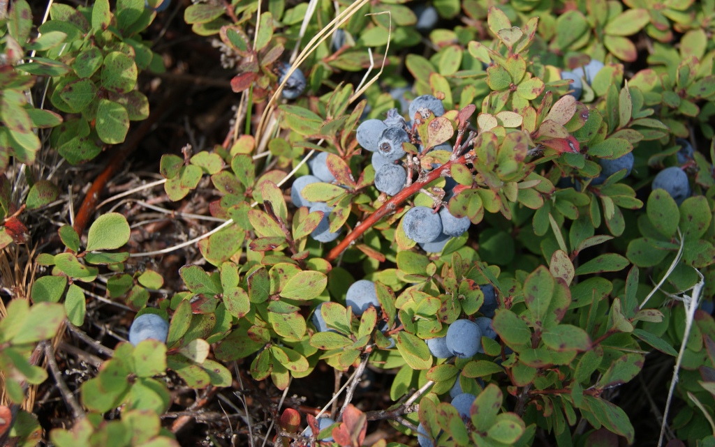 Image of Vaccinium uliginosum ssp. microphyllum specimen.