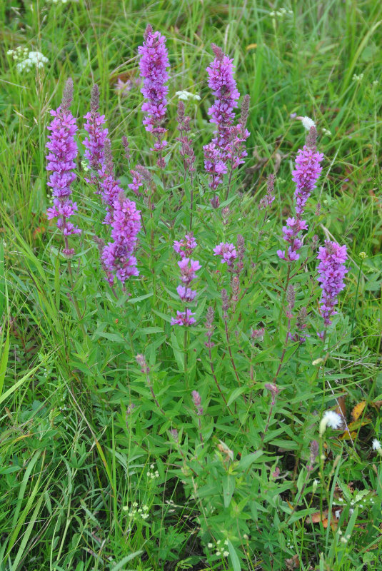 Image of Lythrum salicaria specimen.