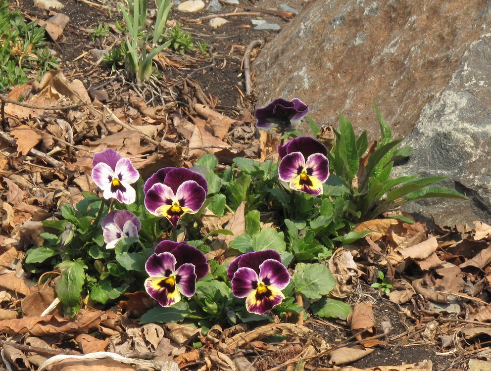Image of Viola wittrockiana specimen.