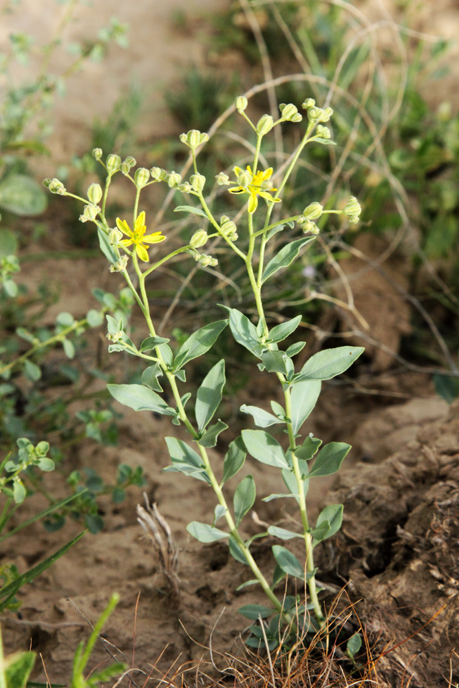 Изображение особи Haplophyllum versicolor.
