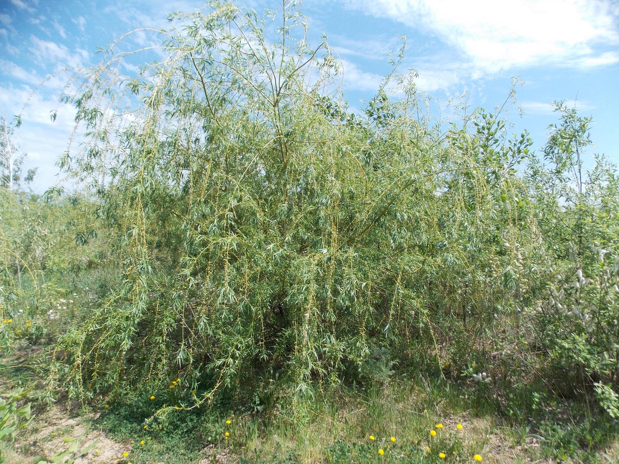 Image of Salix &times; sepulcralis specimen.