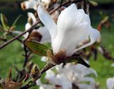 Magnolia stellata. Раскрывающийся цветок. Швеция, Уппсала, сад. 6 мая 2009 г.