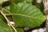 Quercus ithaburensis