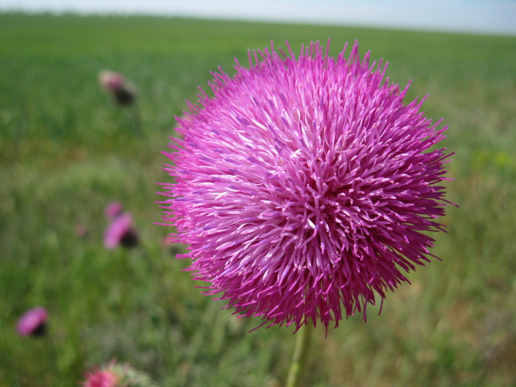 Image of Carduus uncinatus ssp. davisii specimen.