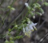 Stachys angustifolia