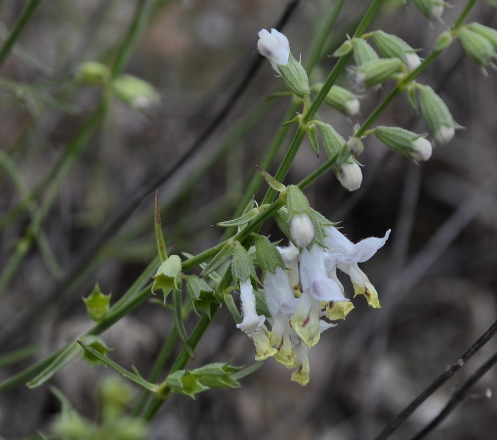 Image of Stachys angustifolia specimen.