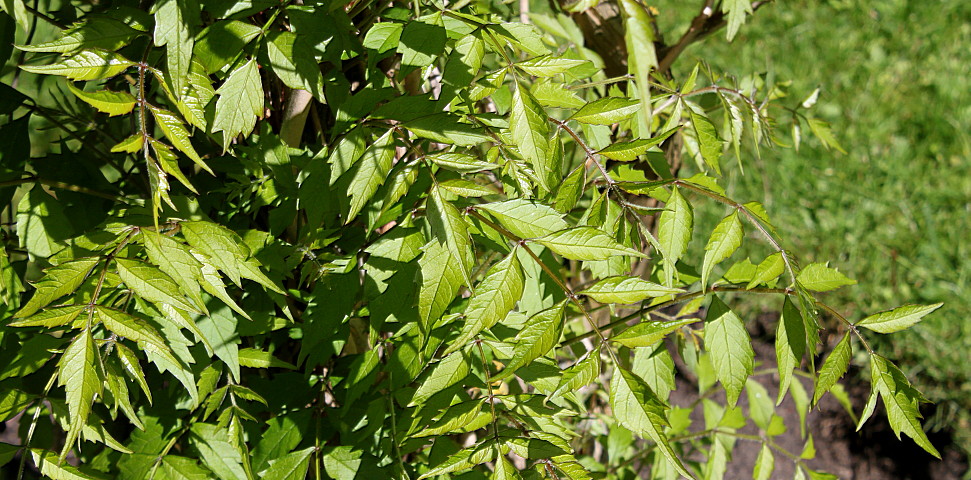 Image of Campsis radicans specimen.