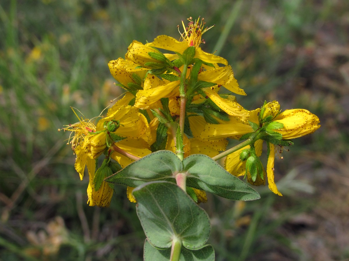 Изображение особи Hypericum bithynicum.