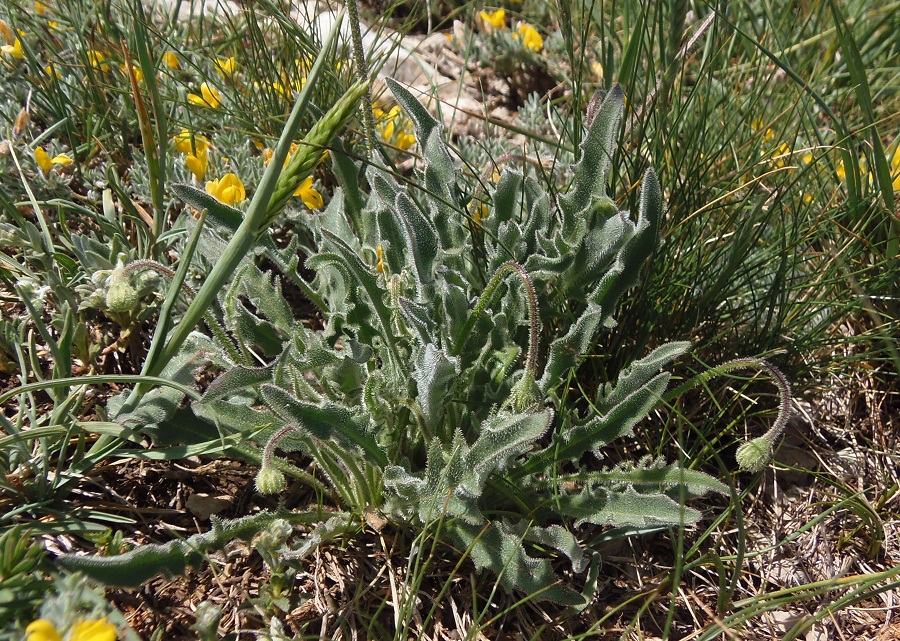 Изображение особи Leontodon biscutellifolius.
