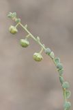 Andrachne rotundifolia