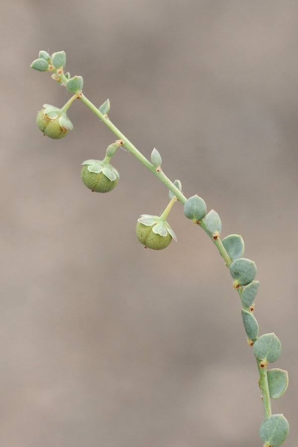 Изображение особи Andrachne rotundifolia.