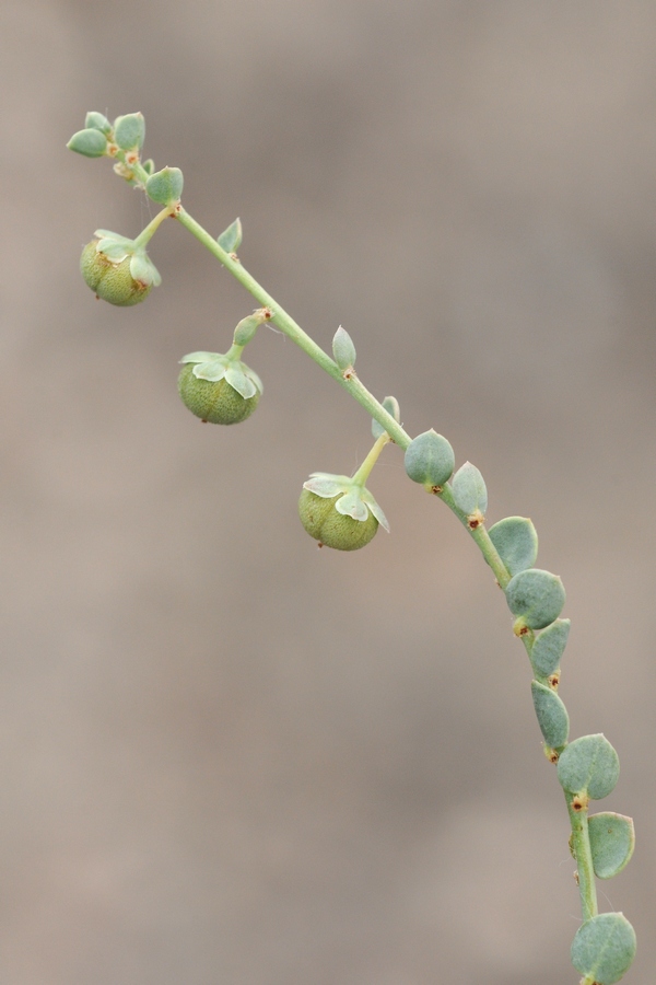 Image of Andrachne rotundifolia specimen.