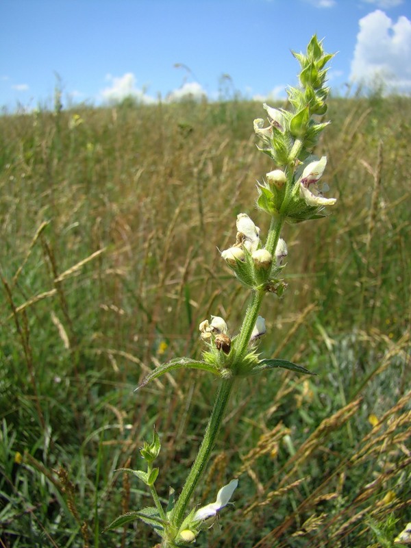 Изображение особи Stachys atherocalyx.