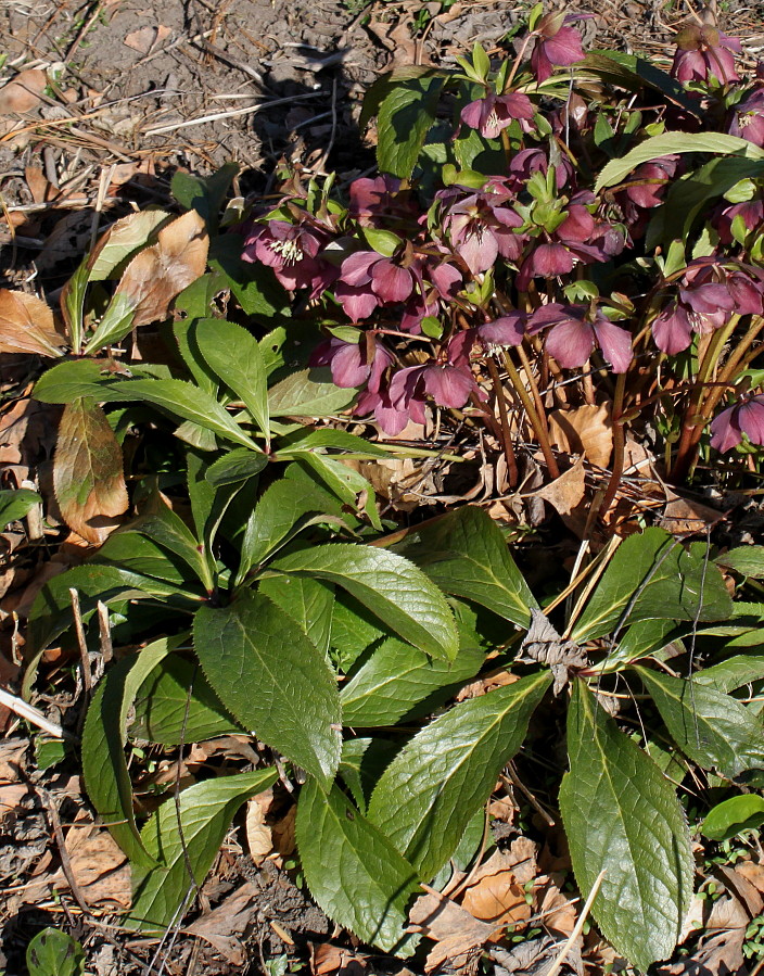 Изображение особи Helleborus orientalis.