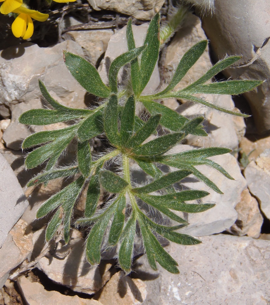Изображение особи Pulsatilla taurica.