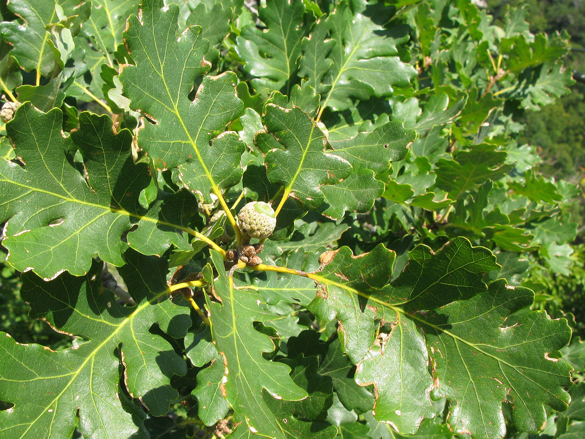 Изображение особи Quercus pubescens.