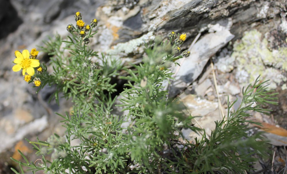 Image of Brachanthemum krylovii specimen.