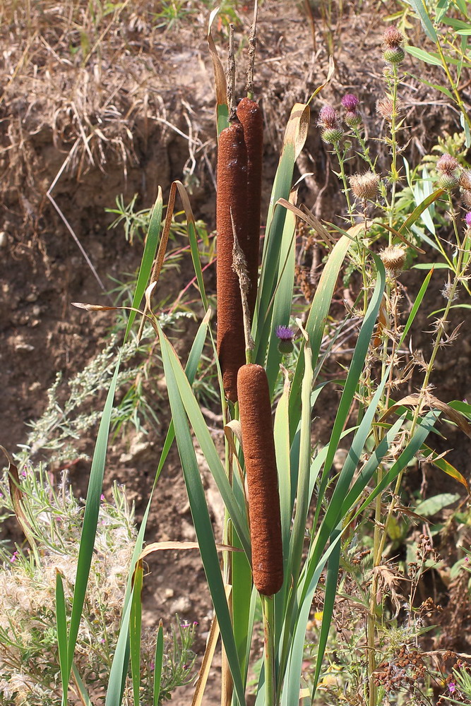 Изображение особи Typha latifolia.