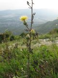 Centaurea salonitana