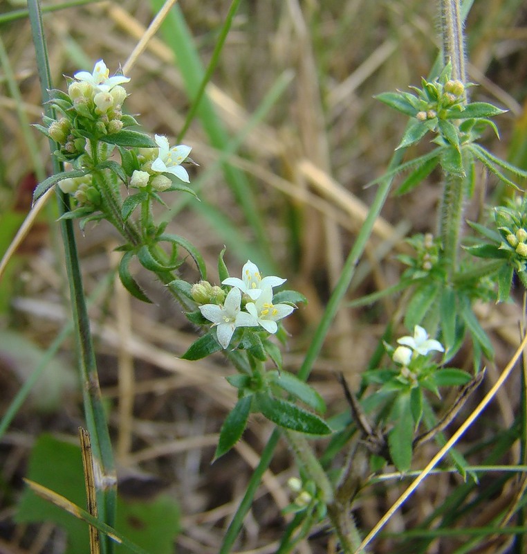 Изображение особи Galium humifusum.