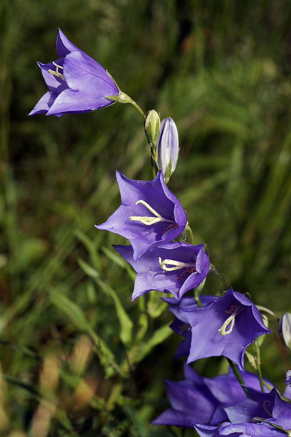 Image of Campanula persicifolia specimen.