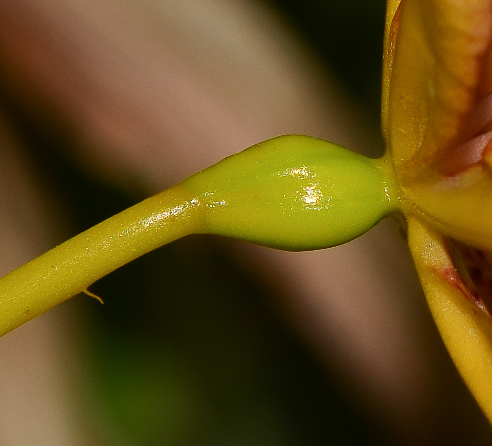 Изображение особи Belamcanda chinensis.