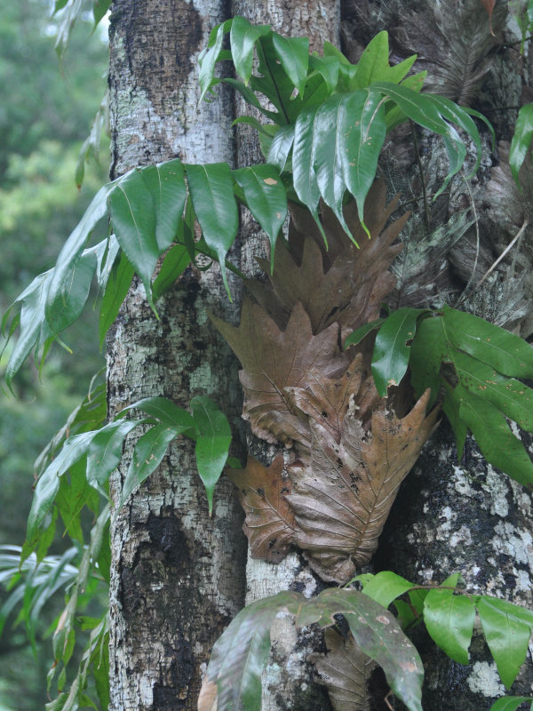 Image of Drynaria quercifolia specimen.