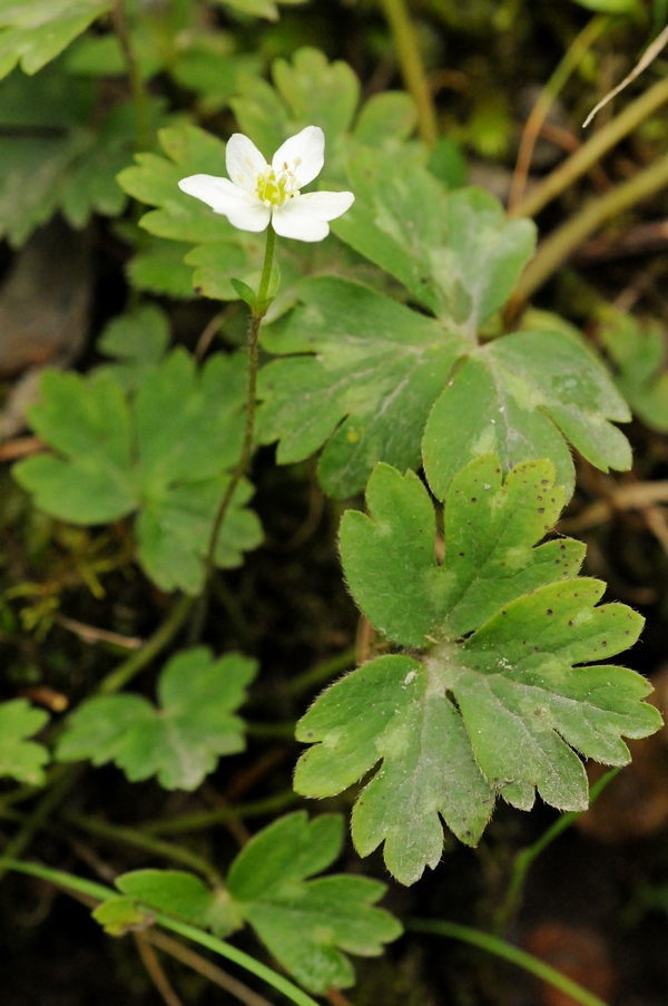 Изображение особи Hepatica falconeri.