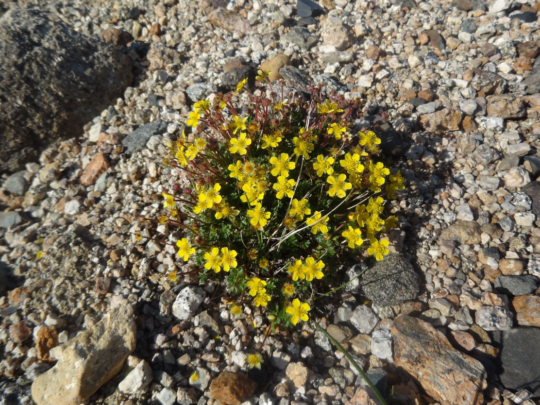 Image of Potentilla elegans specimen.