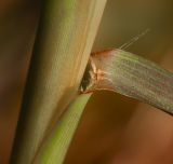 Pennisetum setaceum