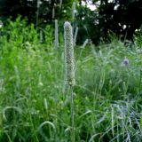 Phleum pratense