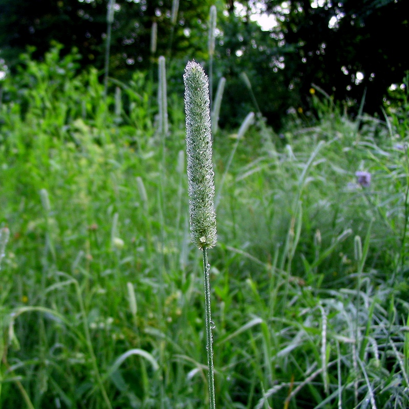 Изображение особи Phleum pratense.