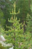 Pinus sylvestris. Растение с молодыми побегами. Карелия, восточный берег оз. Топозеро. 11.06.2013.