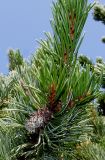 Pinus aristata