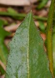Image of taxon representative. Author is Татьяна Мальчинская
