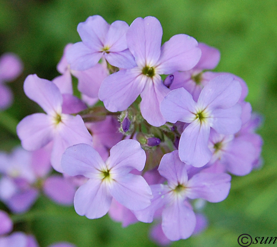 Изображение особи Hesperis steveniana.